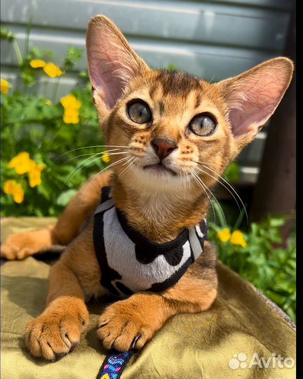 Абиссинский котенок