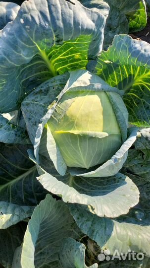 Капуста Ларсия