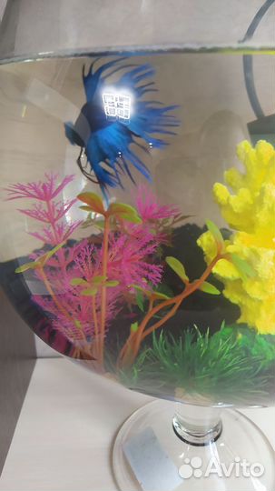 Аквариум с рыбкой