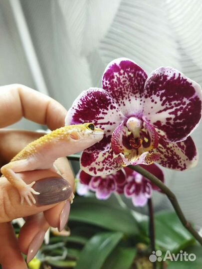 Эублефар малыши