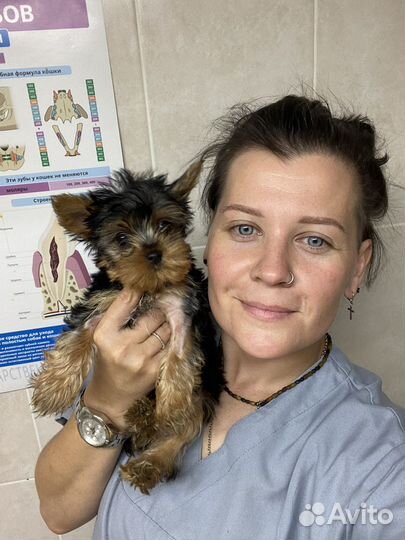 Ветеринарный врач на дом