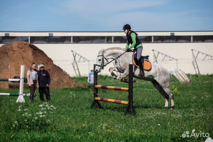 Лошадь маршруты 110