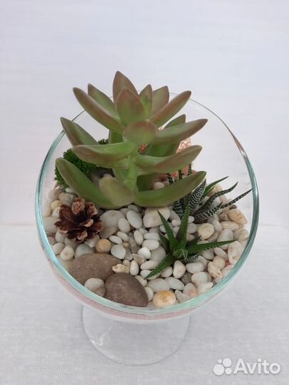 Флорариум суккуленты