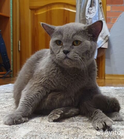 Отдадим кошку