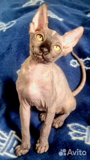 Канадский сфинкс котенок девочка