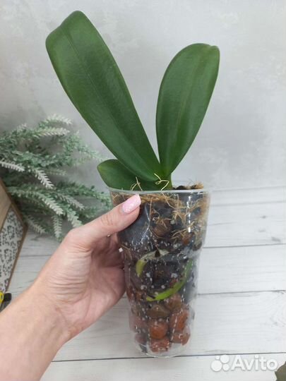 Орхидея детка и кашпо для орхидей