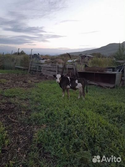 Теленок бычок