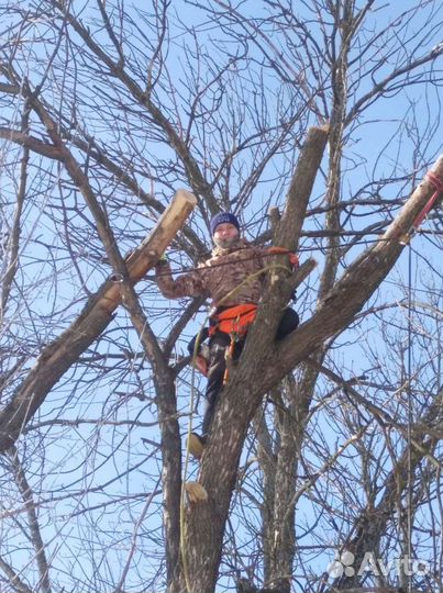 Спил деревьев