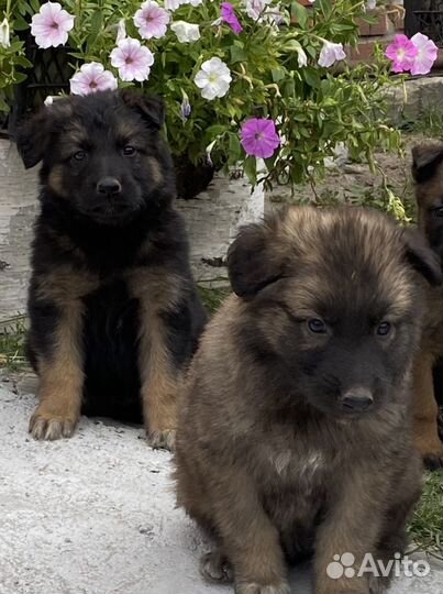 Щенки овчарки