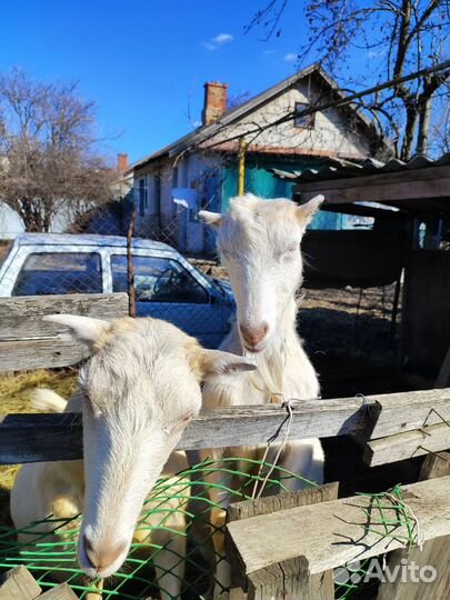 Козы ламанча