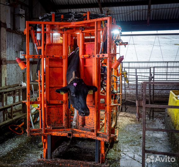 Станок для обрезки копыт