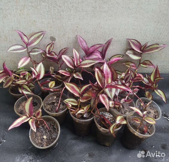 Традесканция зебрина