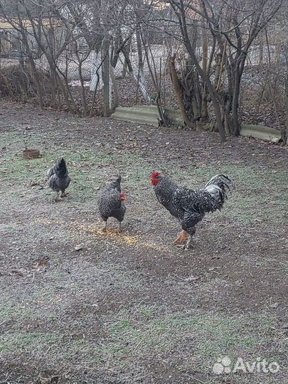 Молодые петухи