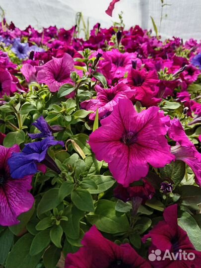 Продам рассаду цветов