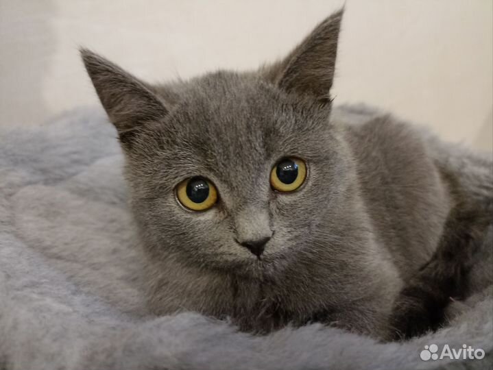 Кошечка котенок 4 мес