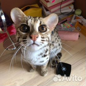 Азиатская леопардовая кошка: чем не комнатный леопард?