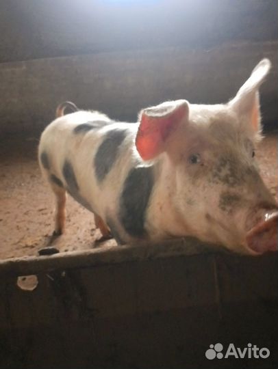 Кабачки 2шт