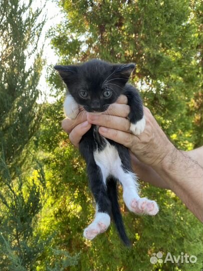 Котята в добрые руки бесплатно