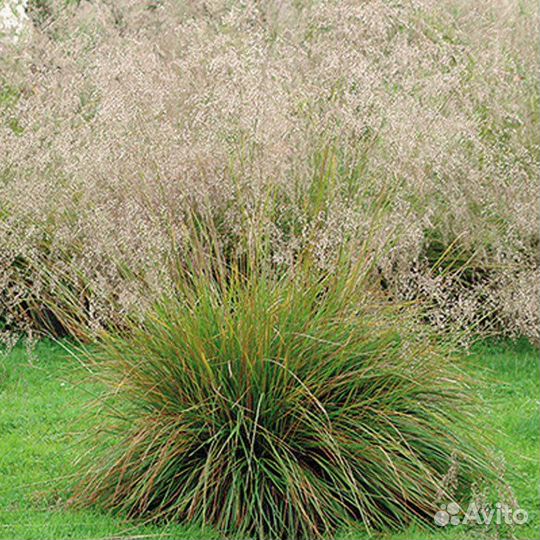 Злаки щучка луговик