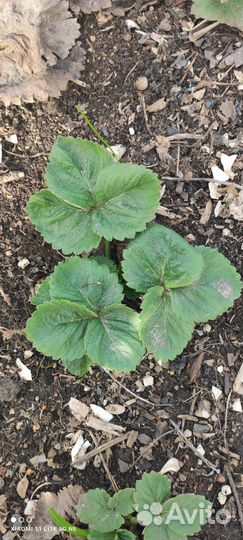 Саженцы клубники