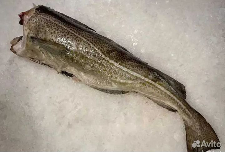 Треска охлажденная тушка без головы