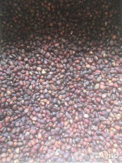 Орех кедровый