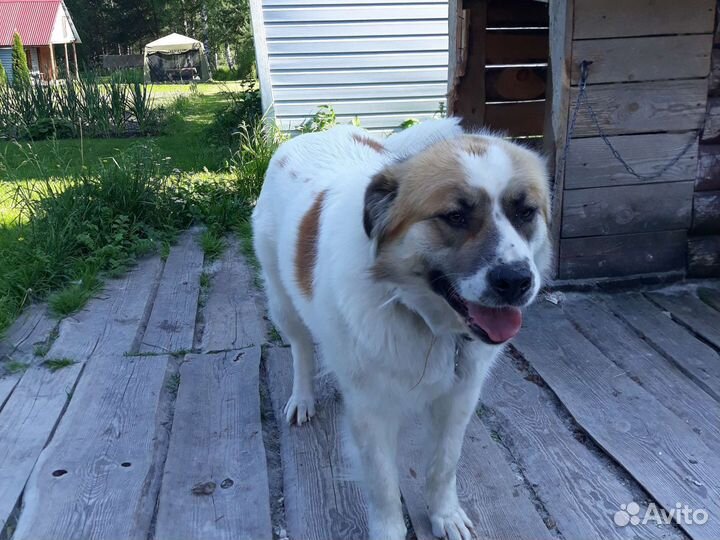 Московская сторожевая в добрые руки