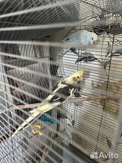 Волнистый попугай