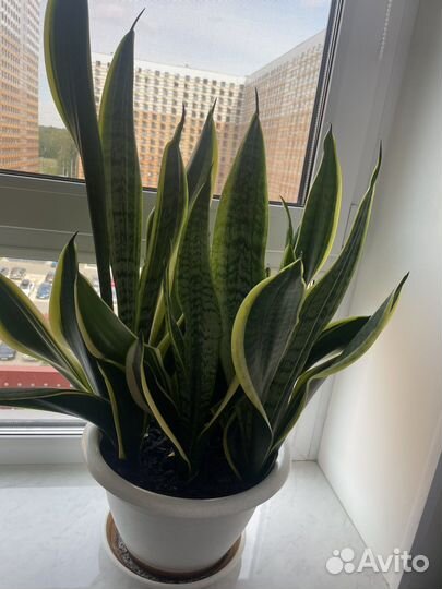 Сансевиерия-комнатное растение