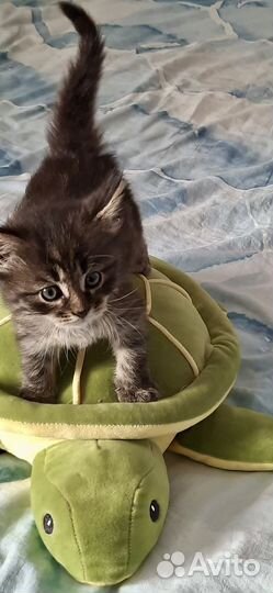 Отдам котенка в добрые руки