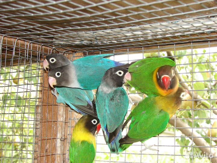 Масковые неразлучники