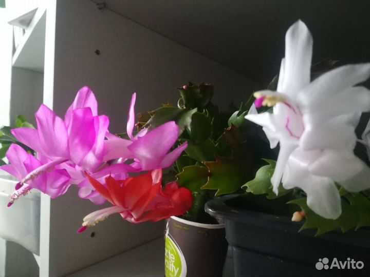 Шлюмбергера белый, розовый, красный, жёлтый