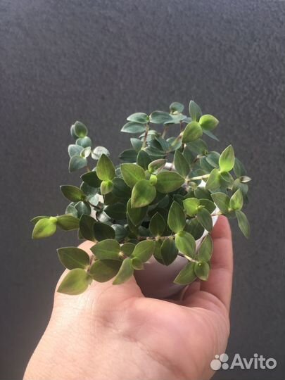 Каллизия 4 сорта