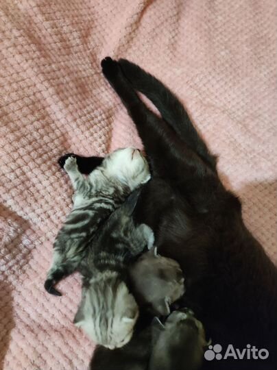 Шотландские котята