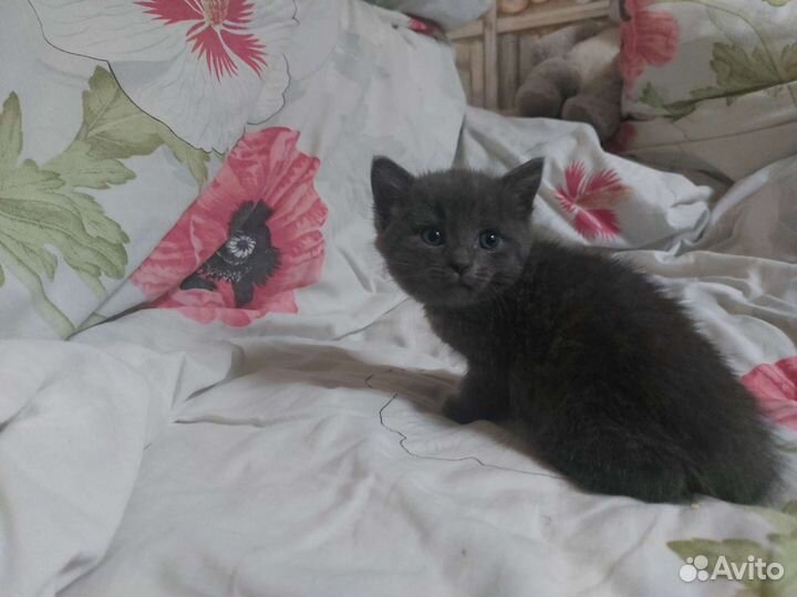 Коты близнецы в дар