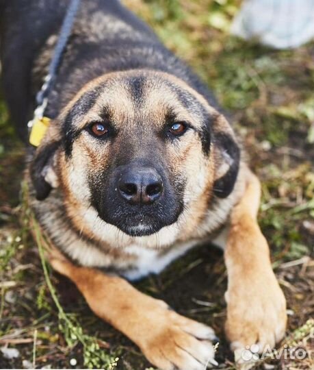 Собака в дар