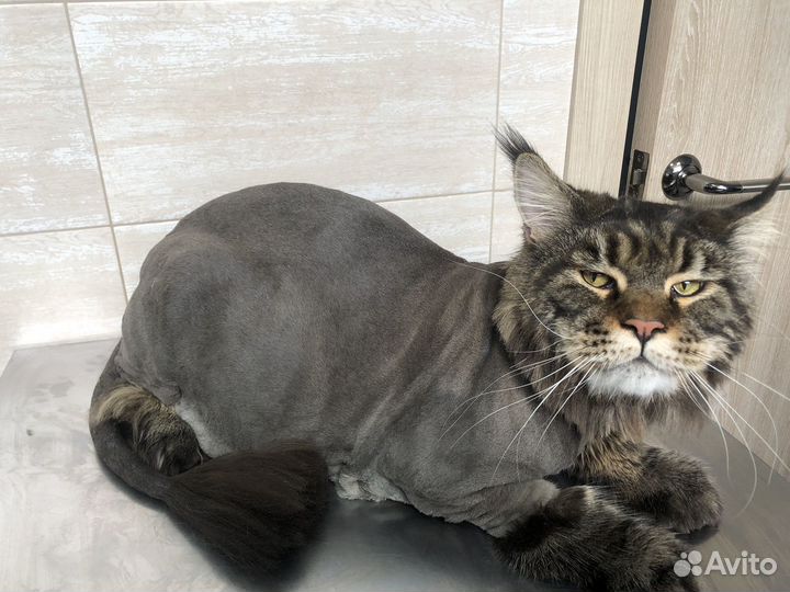 Зоогостиница/Зооняня/Стрижка/Передержка кошек