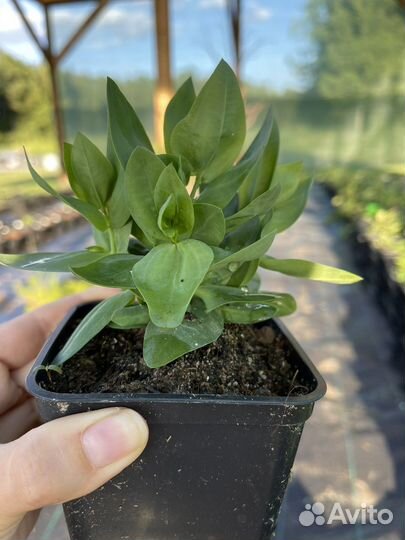 Эустома в горшке на бутонах