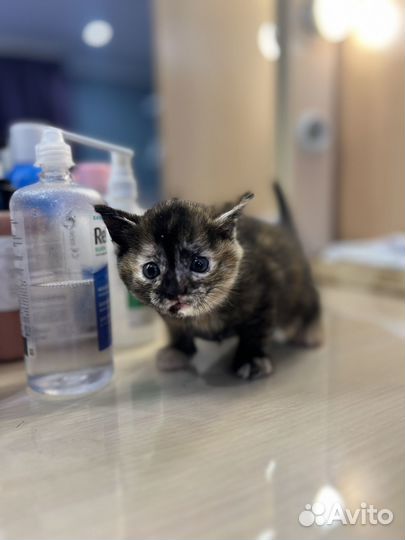 Шотладский вислоухий котенок