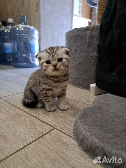 Шотландские вислоухие котята