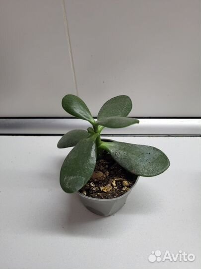 Комнатные растения цветы