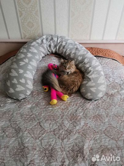 Отдам в добрые руки