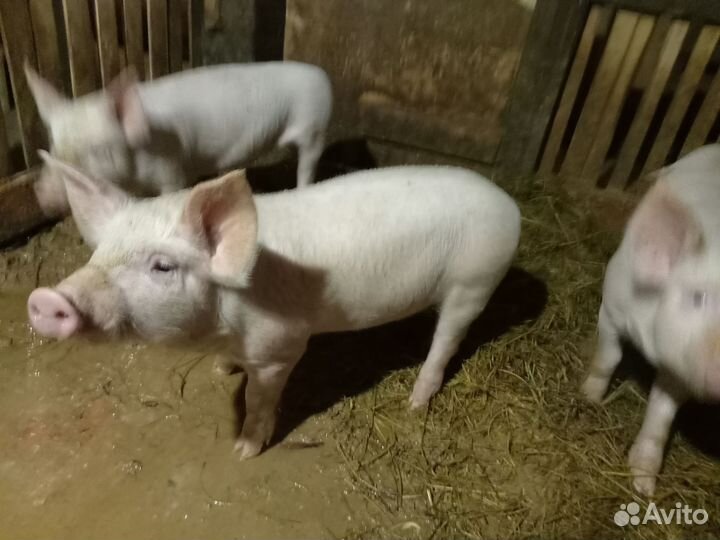 Поросята