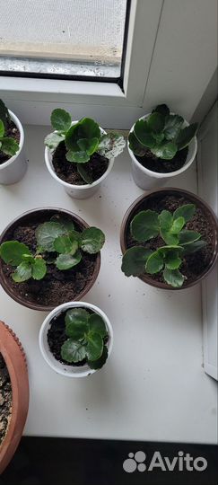 Каланхоэ красный