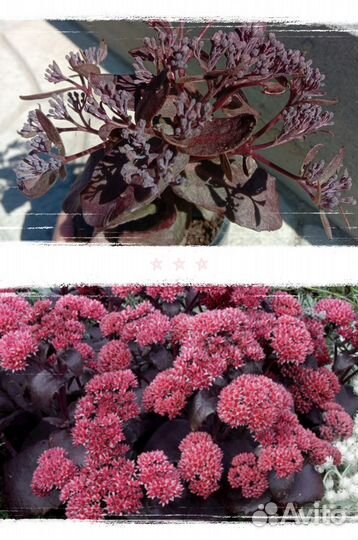 Саженцы многолетников