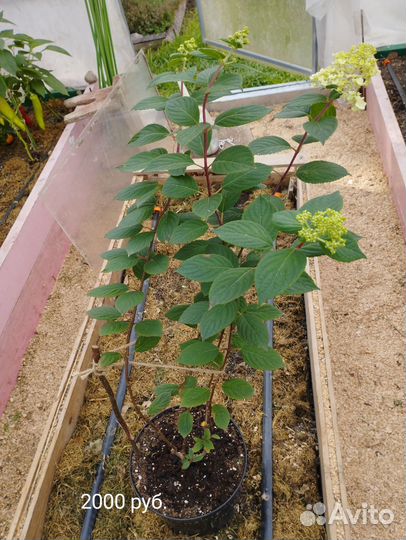 Гортензия метельчатая 