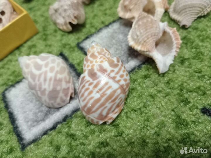 Морские ракушки раковины