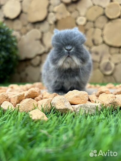 Карликовые декоративные крольчата из питомника