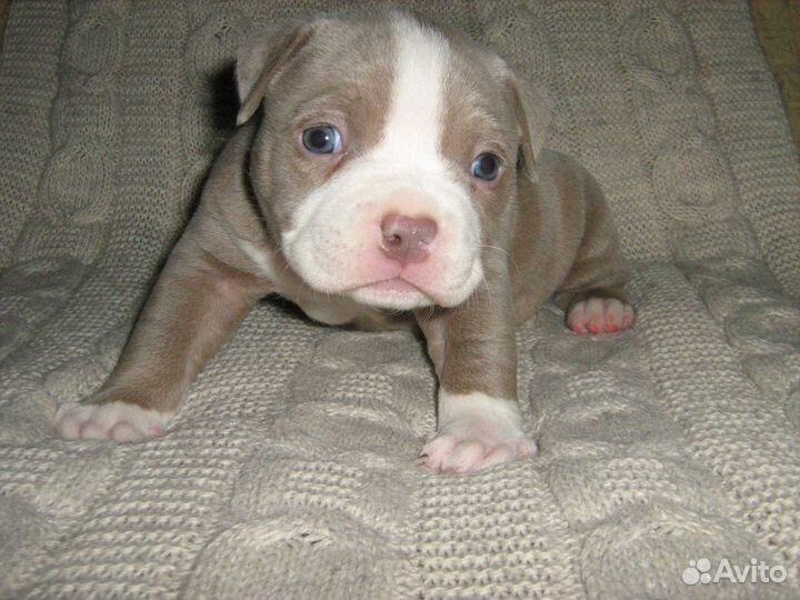 Американский булли