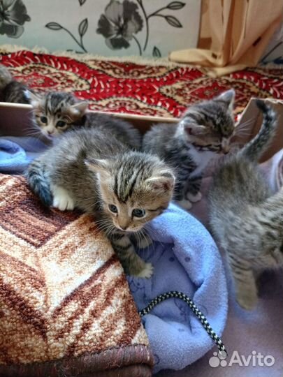 Котята в добрые руки